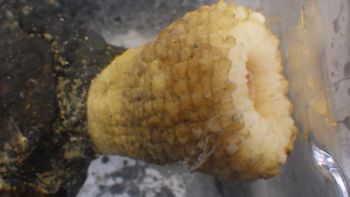 Media type: image;   Invertebrate Zoology 153104 Description: live specimen;